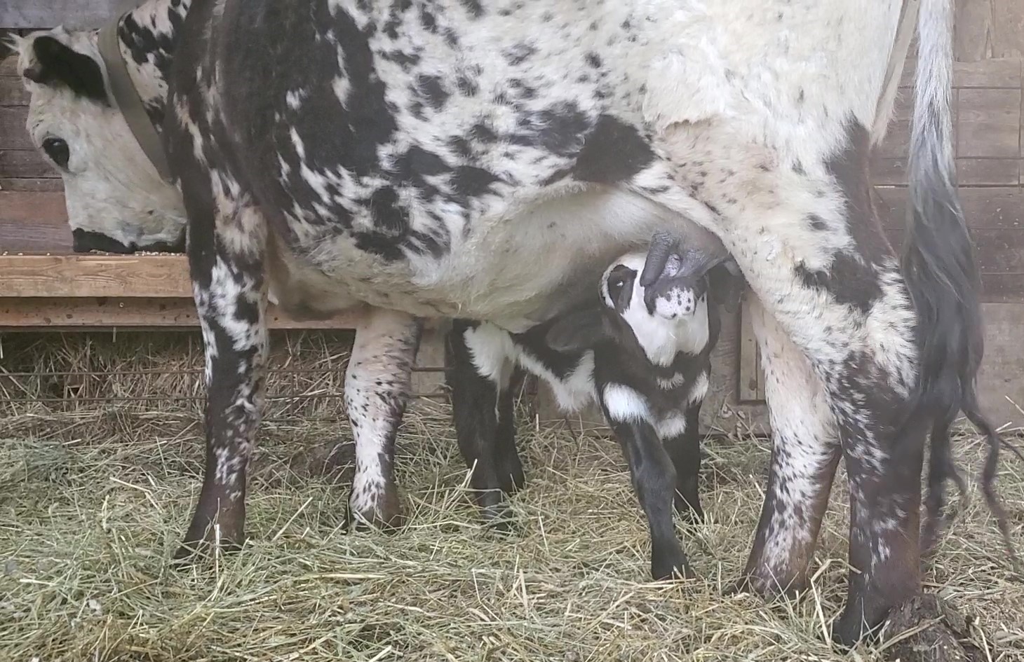 Bottle Babies - Scottish Highlands, Galloways and Highparks, Micro ...